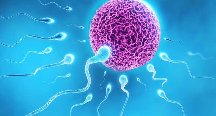 Ovulation Induction