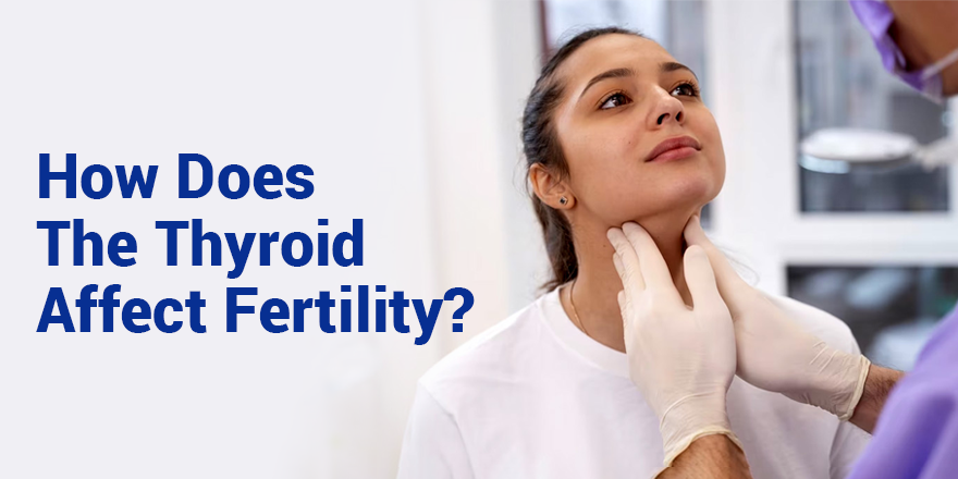 Thyroid: A Crucial Element in Pregnancy and IVF Success