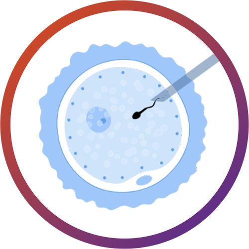 IVF Process / Patient Journey